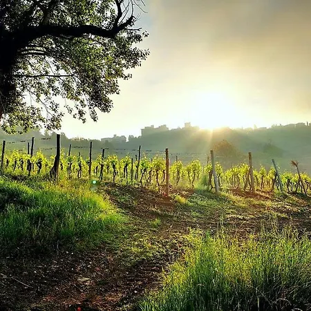 カントリーハウス Podere Palazzolo (adults Only) *